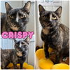 adoptable Cat in pierceton, IN named Crispy