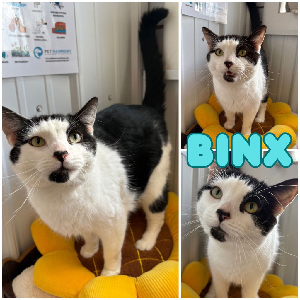 adoptable Cat in Pierceton, IN named Binx - Front Declawed