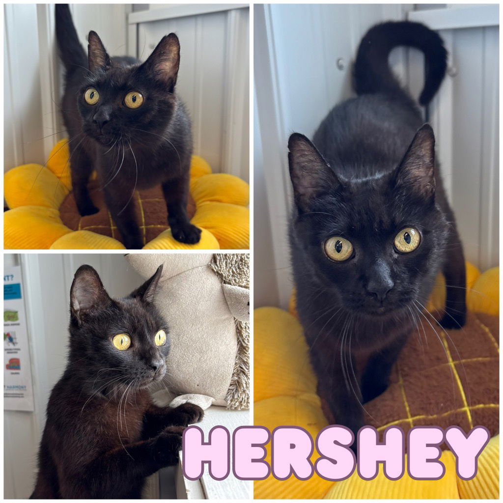 adoptable Cat in Pierceton, IN named Hershey