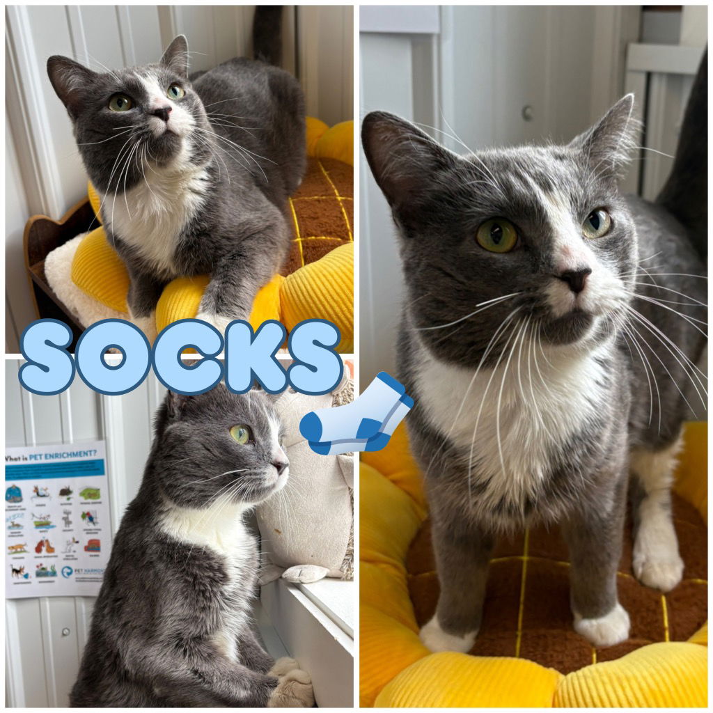 adoptable Cat in Pierceton, IN named Socks