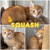 adoptable Cat in  named Squash - SR2