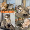 adoptable Cat in  named Parsnip - SR2