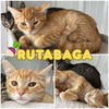 adoptable Cat in  named Rutabaga - SR2