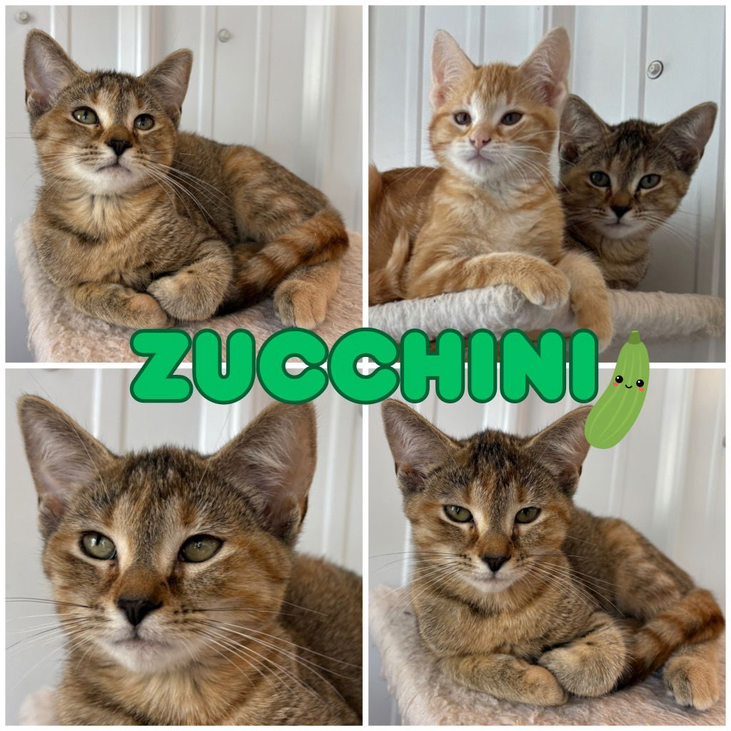 adoptable Cat in Pierceton, IN named Zucchini - SR2