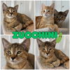 adoptable Cat in  named Zucchini - SR2