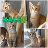 adoptable Cat in  named Kale - SR2