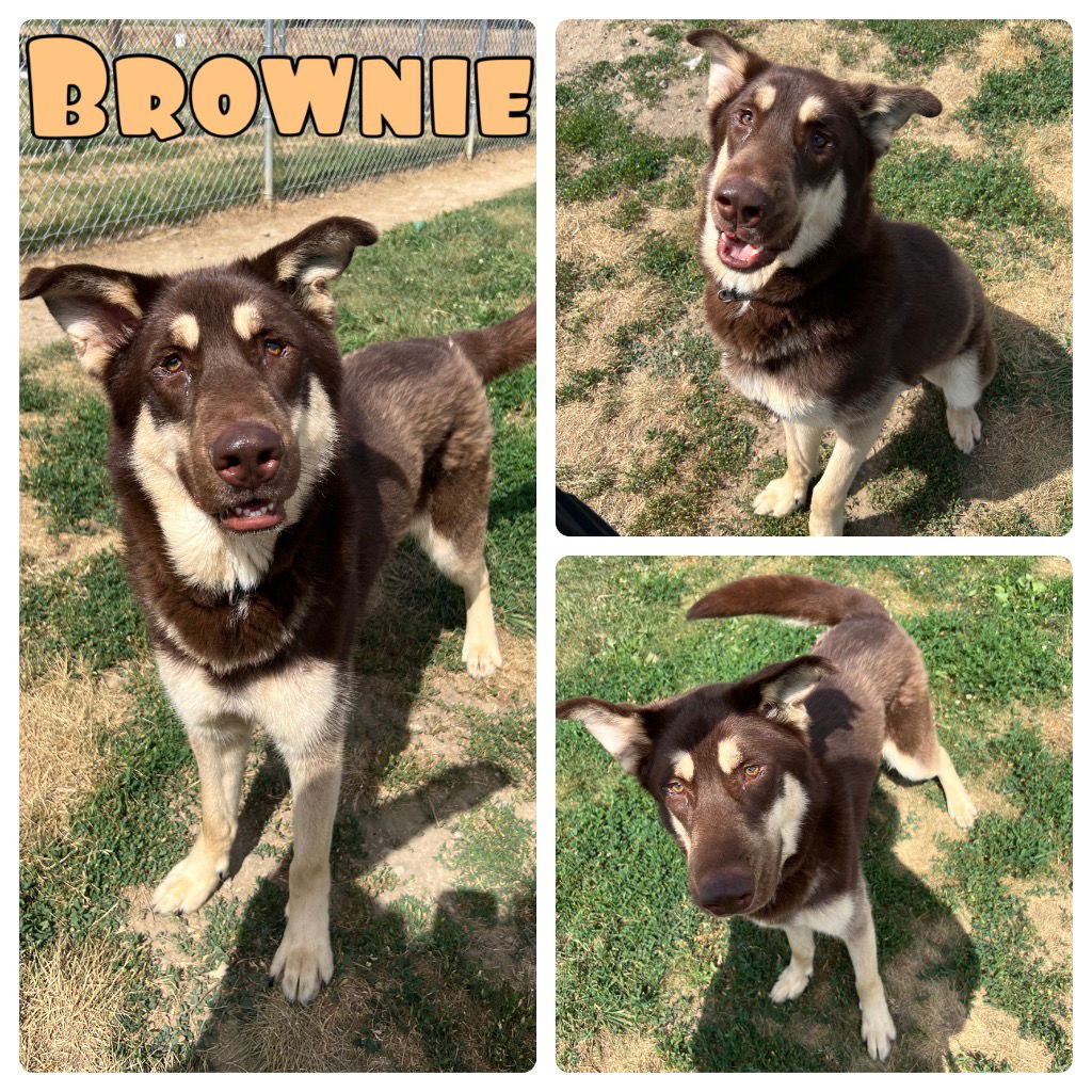 adoptable Dog in Pierceton, IN named Brownie - SPONSORED