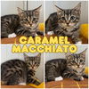 adoptable Cat in pierceton, IN named Caramel Macchiato