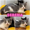 adoptable Cat in pierceton, IN named Serena