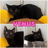 adoptable Cat in pierceton, IN named Venus