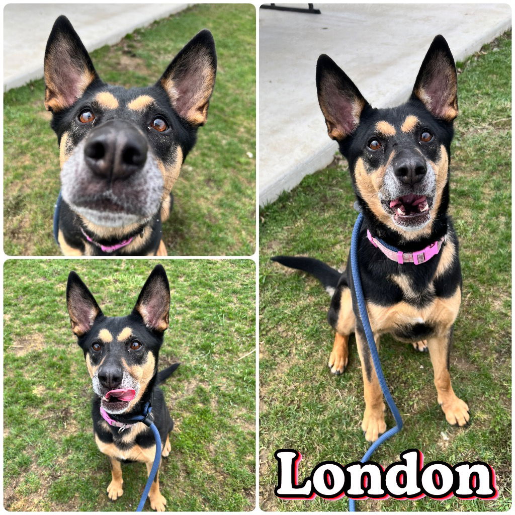 adoptable Dog in Pierceton, IN named London