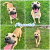 adoptable Dog in pierceton, IN named Maverick- Sponsored