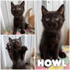 adoptable Cat in pierceton, IN named Howl