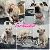 adoptable Dog in , IN named Anna