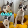 adoptable Cat in pierceton, IN named Cash
