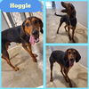 adoptable Dog in  named Hoggle