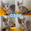 adoptable Cat in pierceton, IN named Ozzy