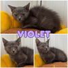 adoptable Cat in pierceton, IN named Violet