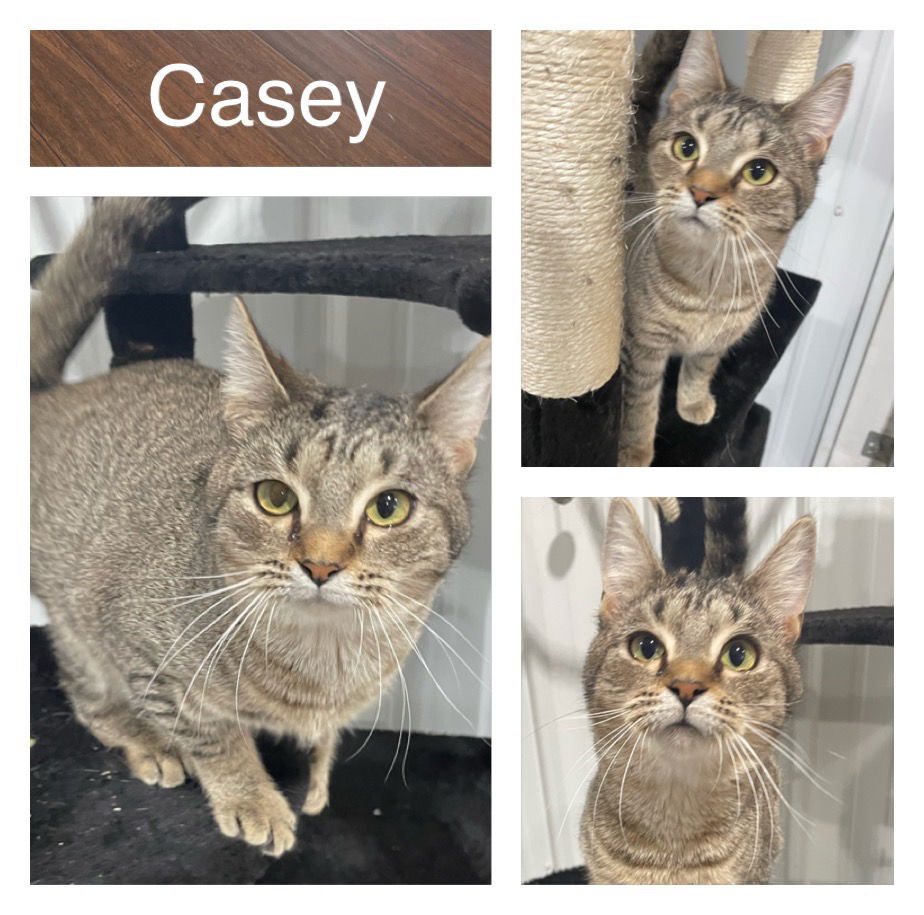 adoptable Cat in Pierceton, IN named Casey