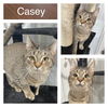 adoptable Cat in pierceton, IN named Casey