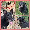 adoptable Dog in  named Lulu