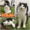 adoptable Cat in  named Ham