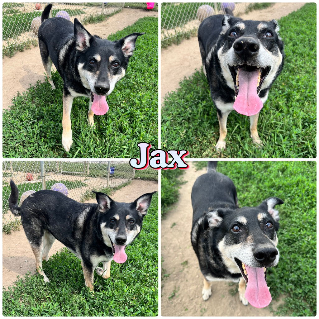 adoptable Dog in Pierceton, IN named Jax - REDUCED FEE