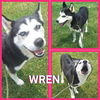 adoptable Dog in  named Wren