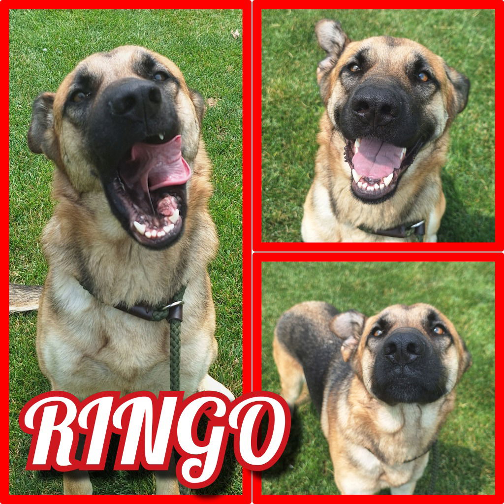 adoptable Dog in Pierceton, IN named Ringo