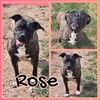adoptable Dog in pierceton, IN named Rose