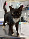 adoptable Cat in pierceton, IN named Sylvie