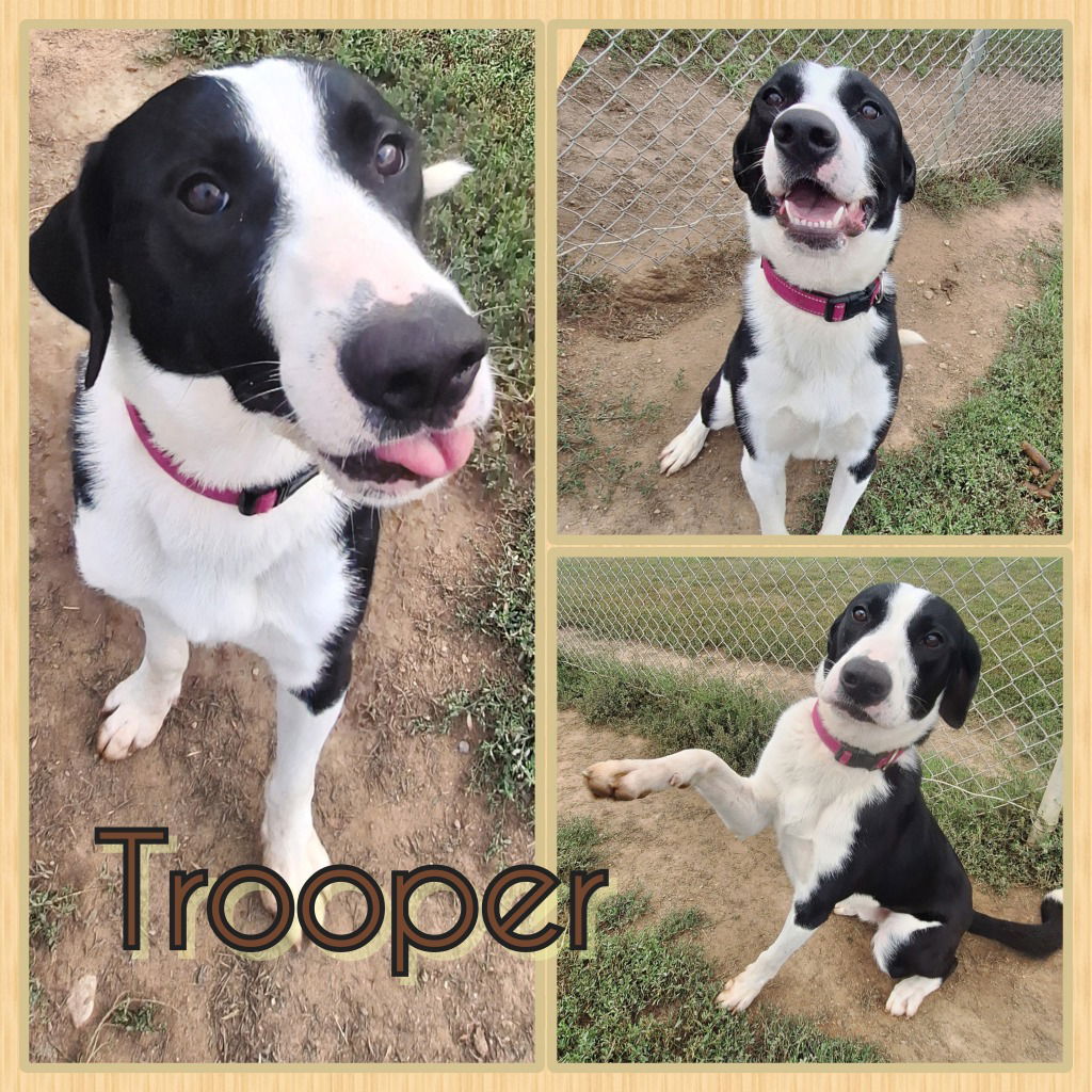 adoptable Dog in Pierceton, IN named Trooper