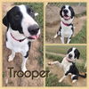 adoptable Dog in pierceton, IN named Trooper