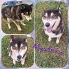 adoptable Dog in  named Mystery