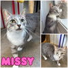 adoptable Cat in pierceton, IN named Missy