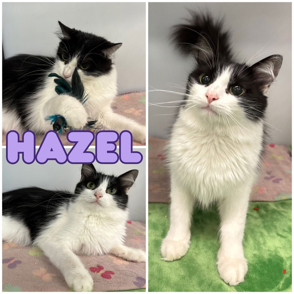 adoptable Cat in Pierceton, IN named Hazel