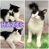 adoptable Cat in  named Hazel