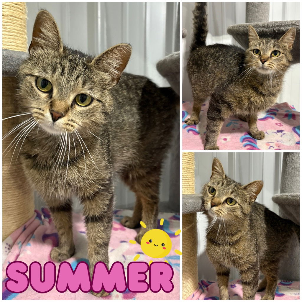 adoptable Cat in Pierceton, IN named Summer