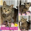 adoptable Cat in pierceton, IN named Summer