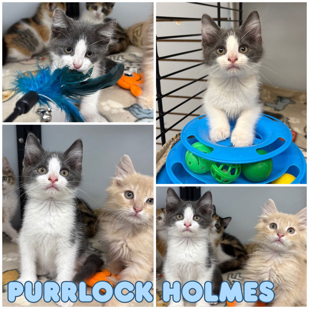 adoptable Cat in Pierceton, IN named Purrlock Holmes