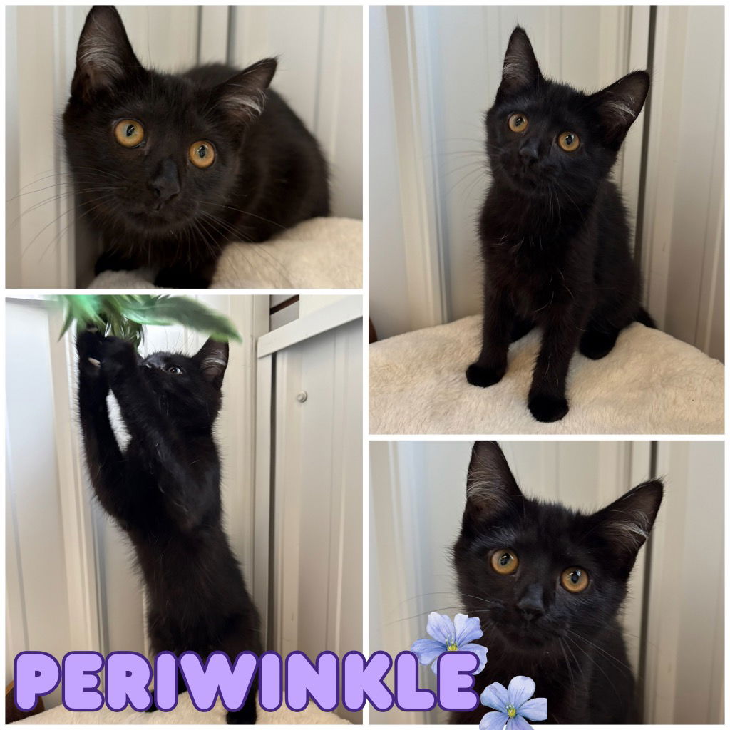 adoptable Cat in Pierceton, IN named Periwinkle