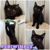 adoptable Cat in pierceton, IN named Periwinkle