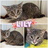 adoptable Cat in  named Lily
