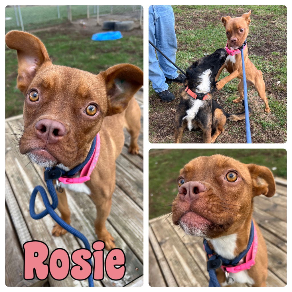 adoptable Dog in Pierceton, IN named Rosie