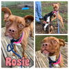 adoptable Dog in pierceton, IN named Rosie