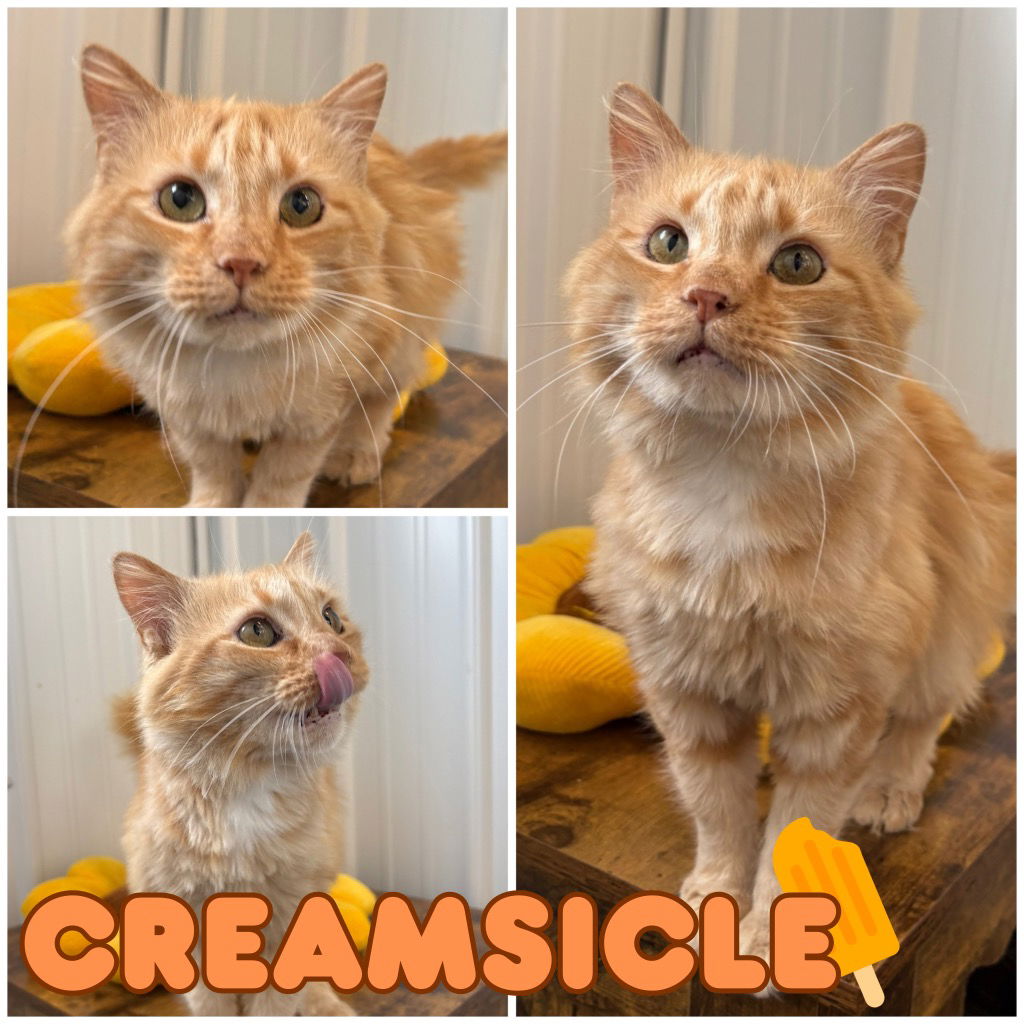 adoptable Cat in Pierceton, IN named Creamsicle
