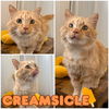 adoptable Cat in pierceton, IN named Creamsicle