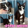 adoptable Cat in pierceton, IN named Gypsy Moon - SR1