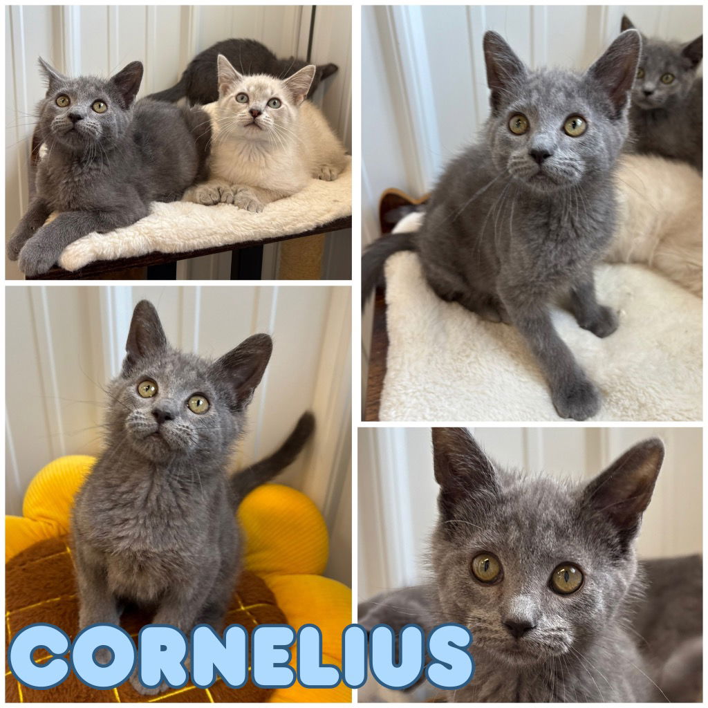 adoptable Cat in Pierceton, IN named Cornelius