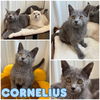adoptable Cat in pierceton, IN named Cornelius